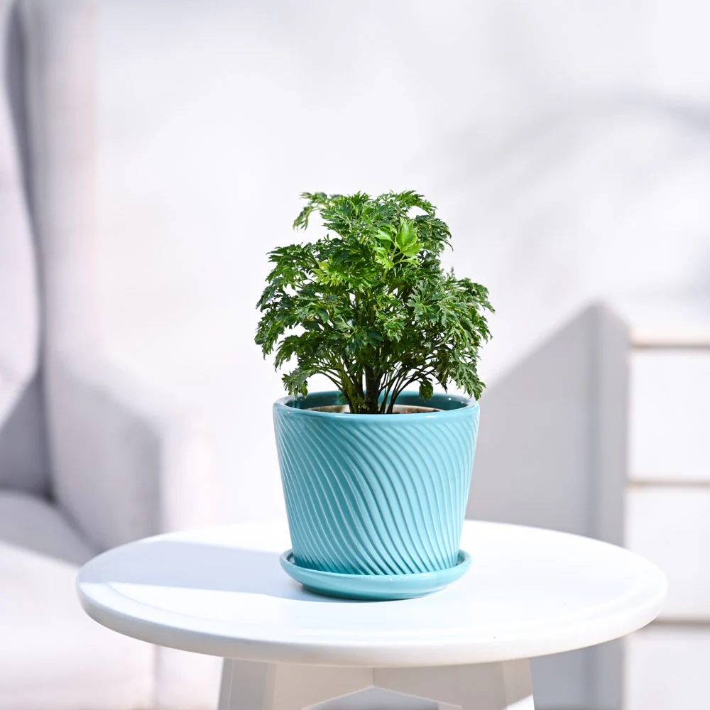 Aralia Golden Plant - Image 15