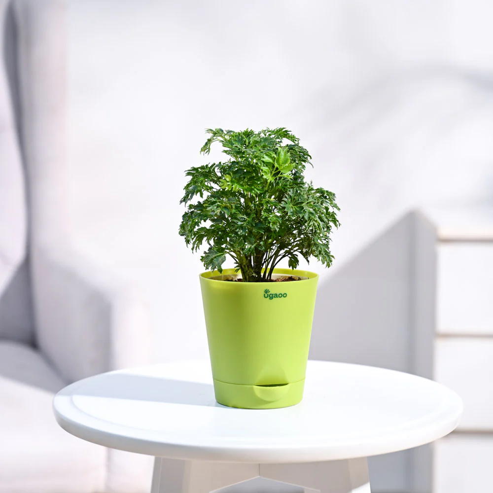 Aralia Golden Plant - Image 3