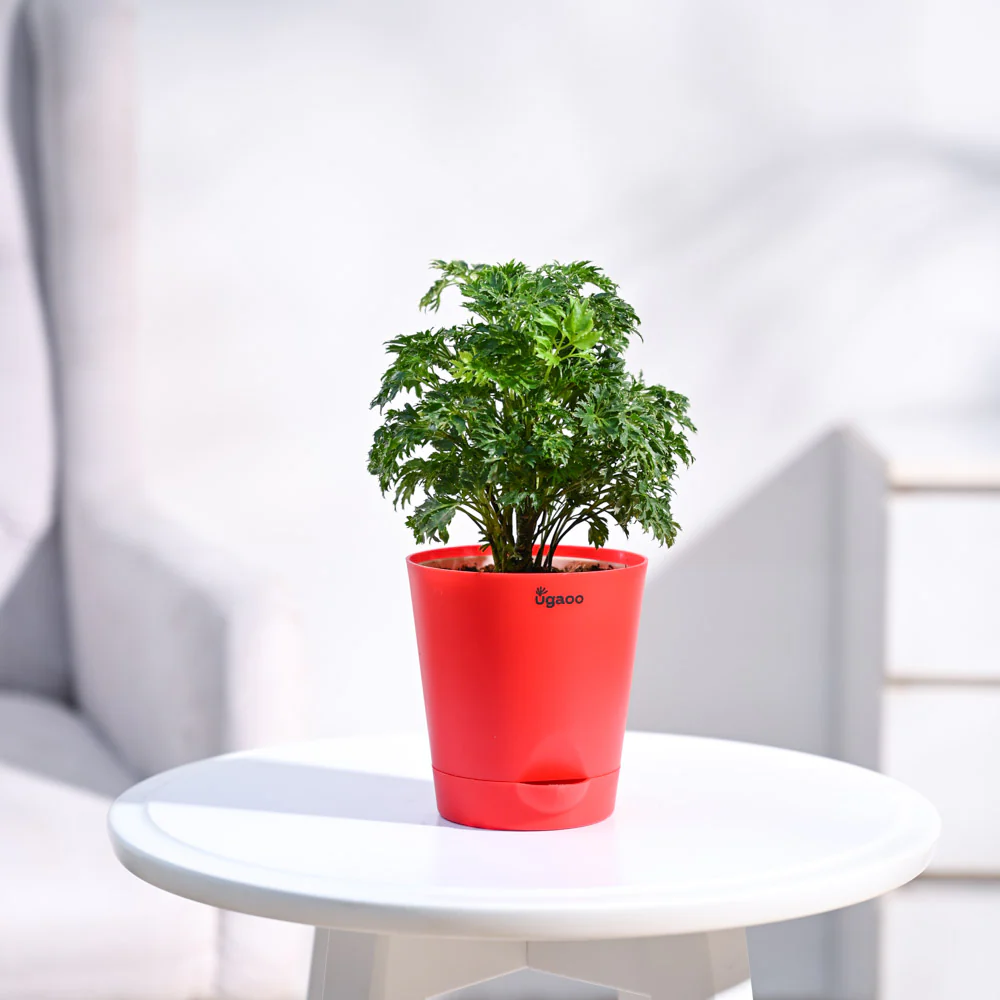 Aralia Golden Plant - Image 4