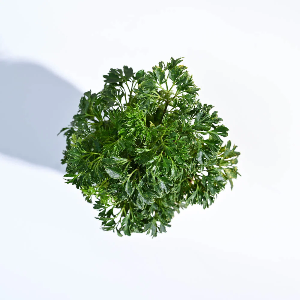 Aralia Golden Plant - Image 49