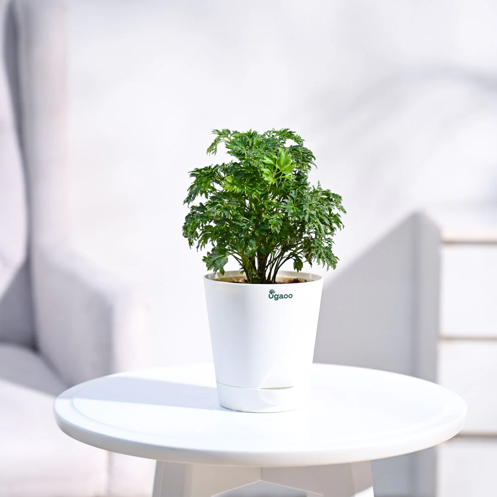 Aralia Golden Plant - Image 5