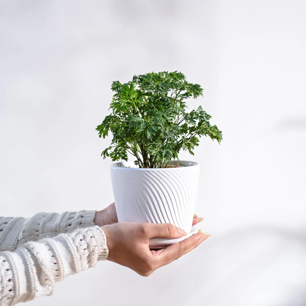 Aralia Golden Plant - Image 55