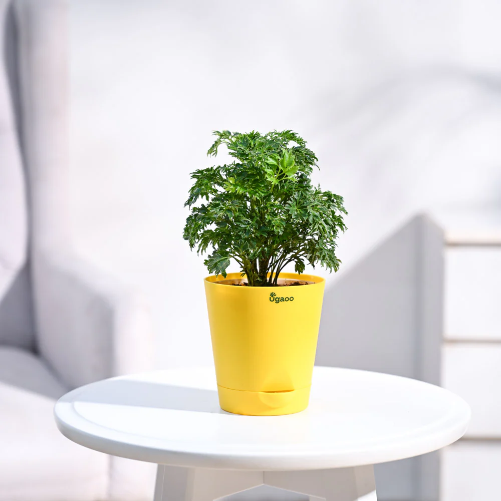 Aralia Golden Plant - Image 6