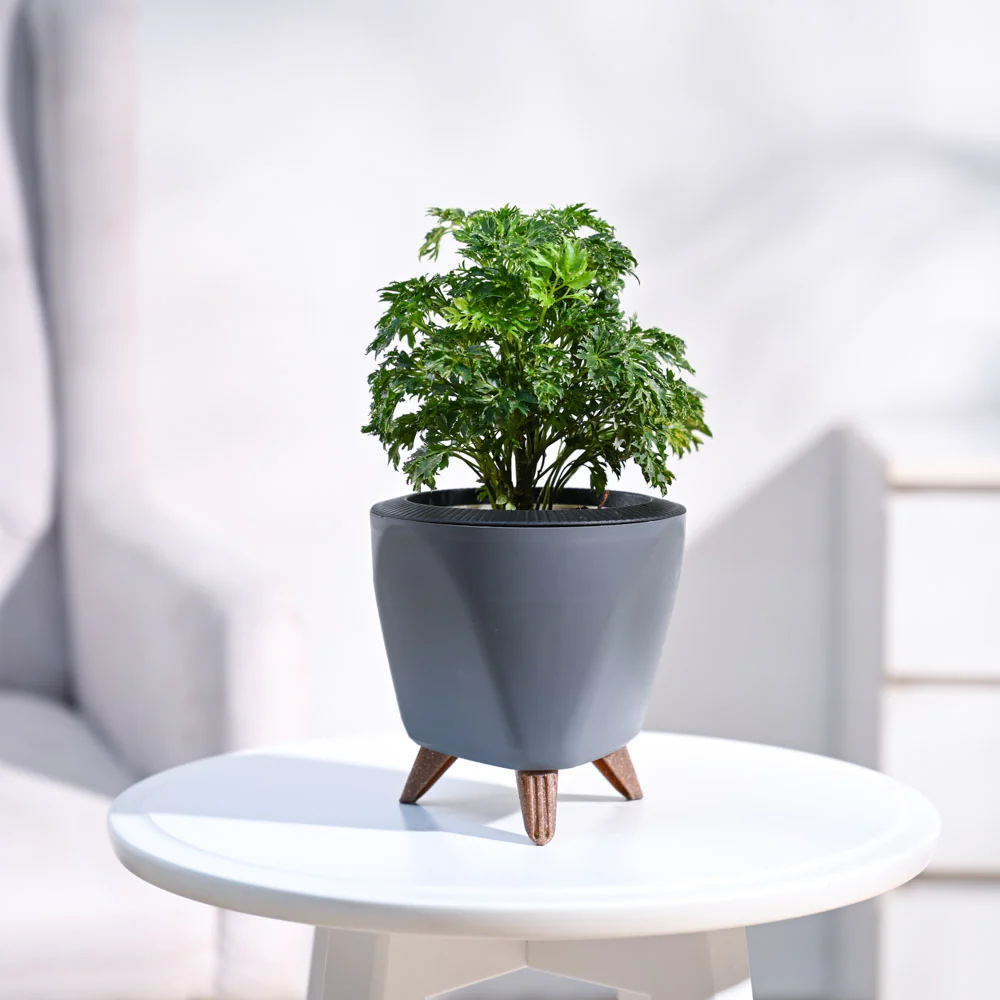 Aralia Golden Plant - Image 7