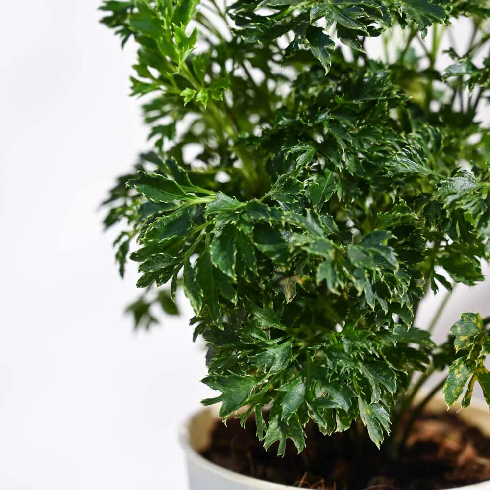 Aralia Golden Plant - Image 72