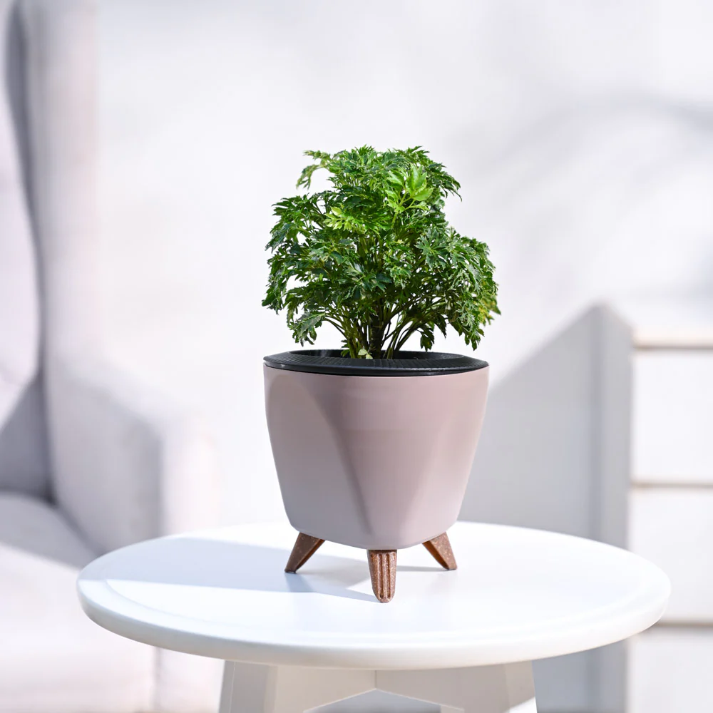 Aralia Golden Plant - Image 8