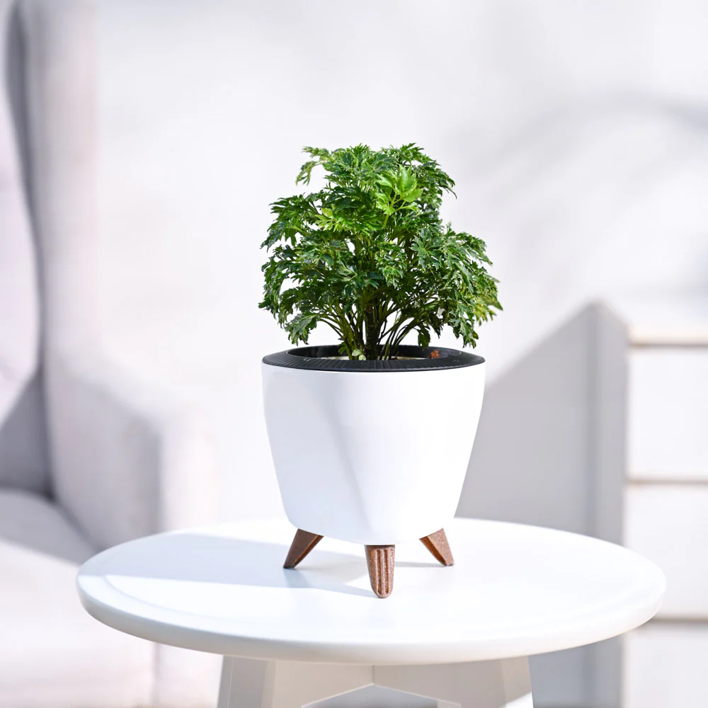 Aralia Golden Plant - Image 9