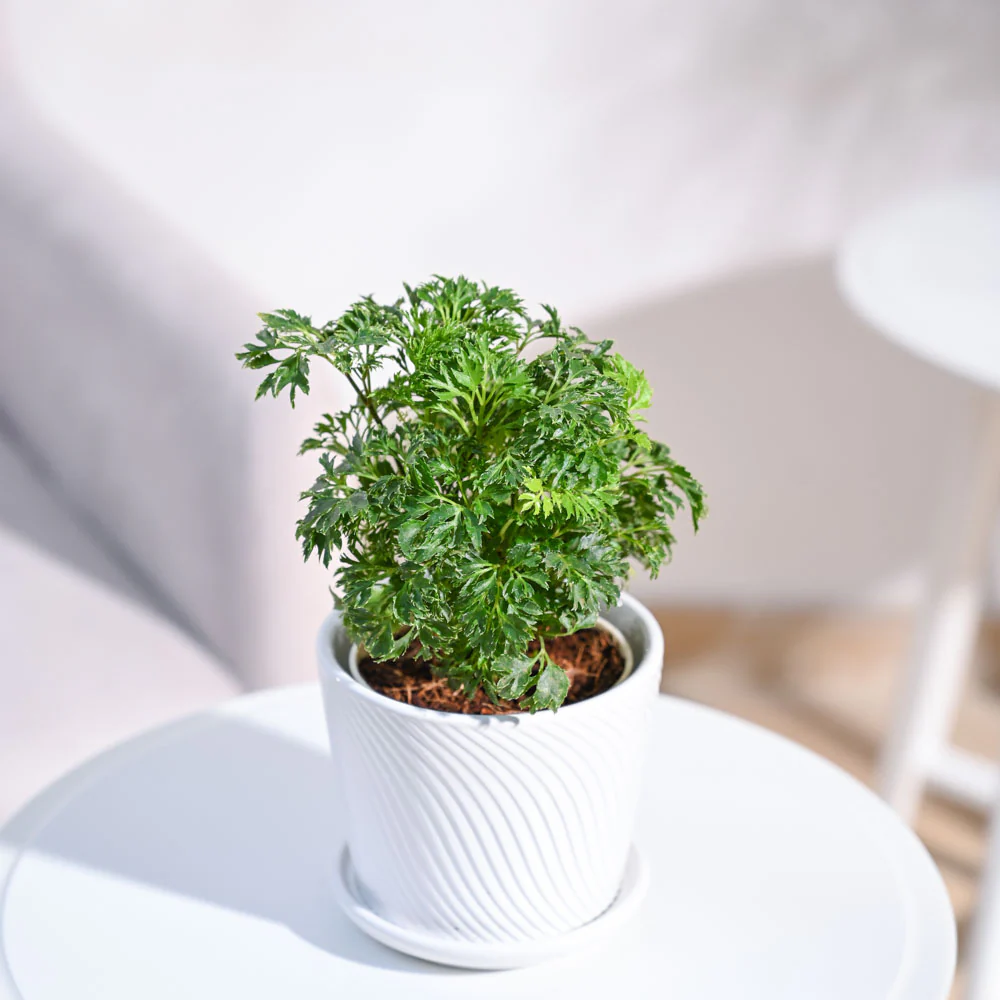 Aralia Golden Plant - Image 90