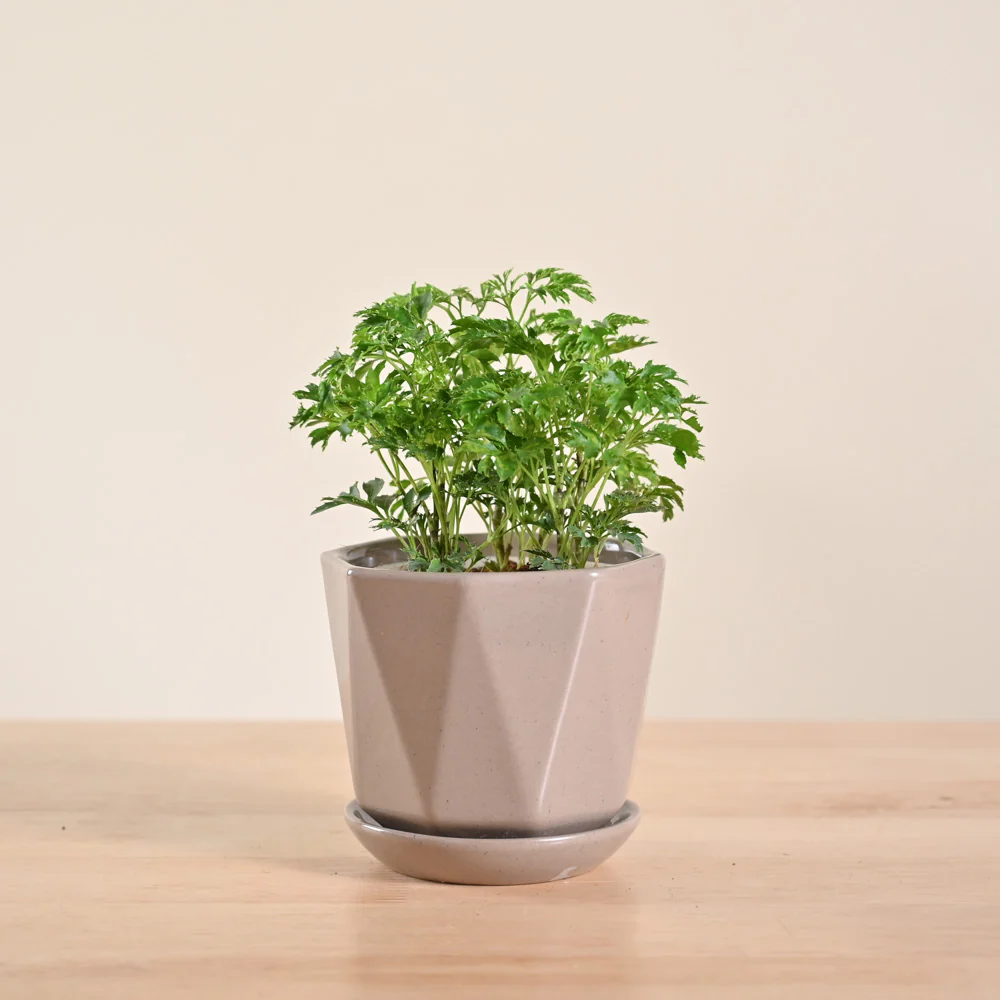 Aralia Golden Plant - Image 96