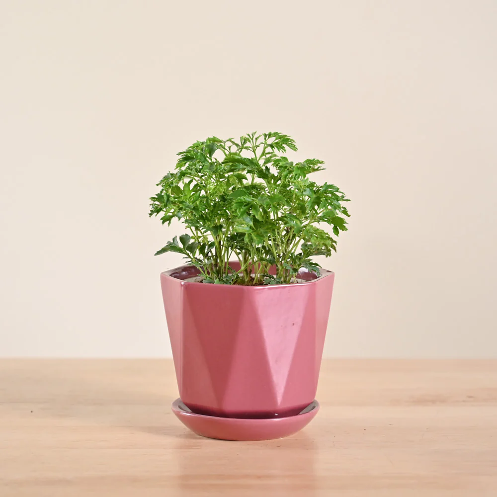 Aralia Golden Plant - Image 98