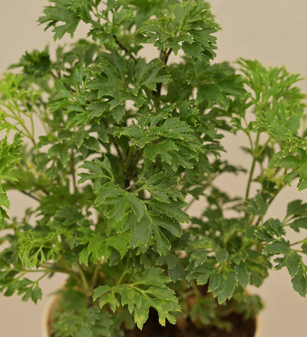 Aralia Golden Plant Gift Hamper - Image 3