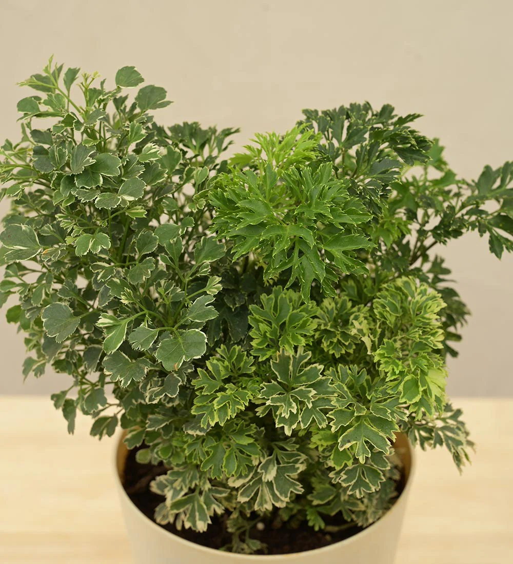 Aralia Golden Variegated White and Variegated White Mini Plant Bouquet - Image 3