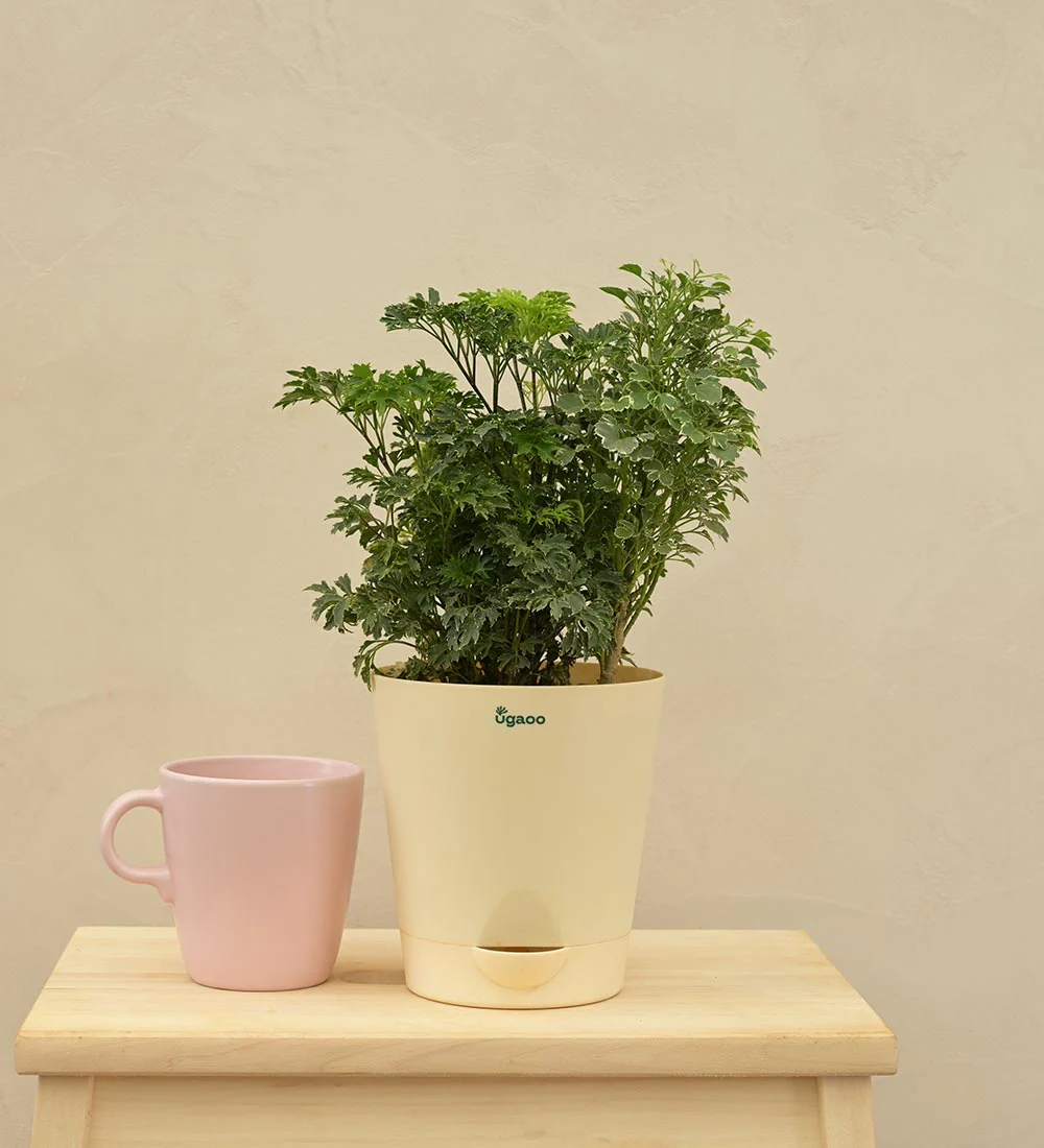 Aralia Golden Variegated White and Variegated White Mini Plant Bouquet - Image 5
