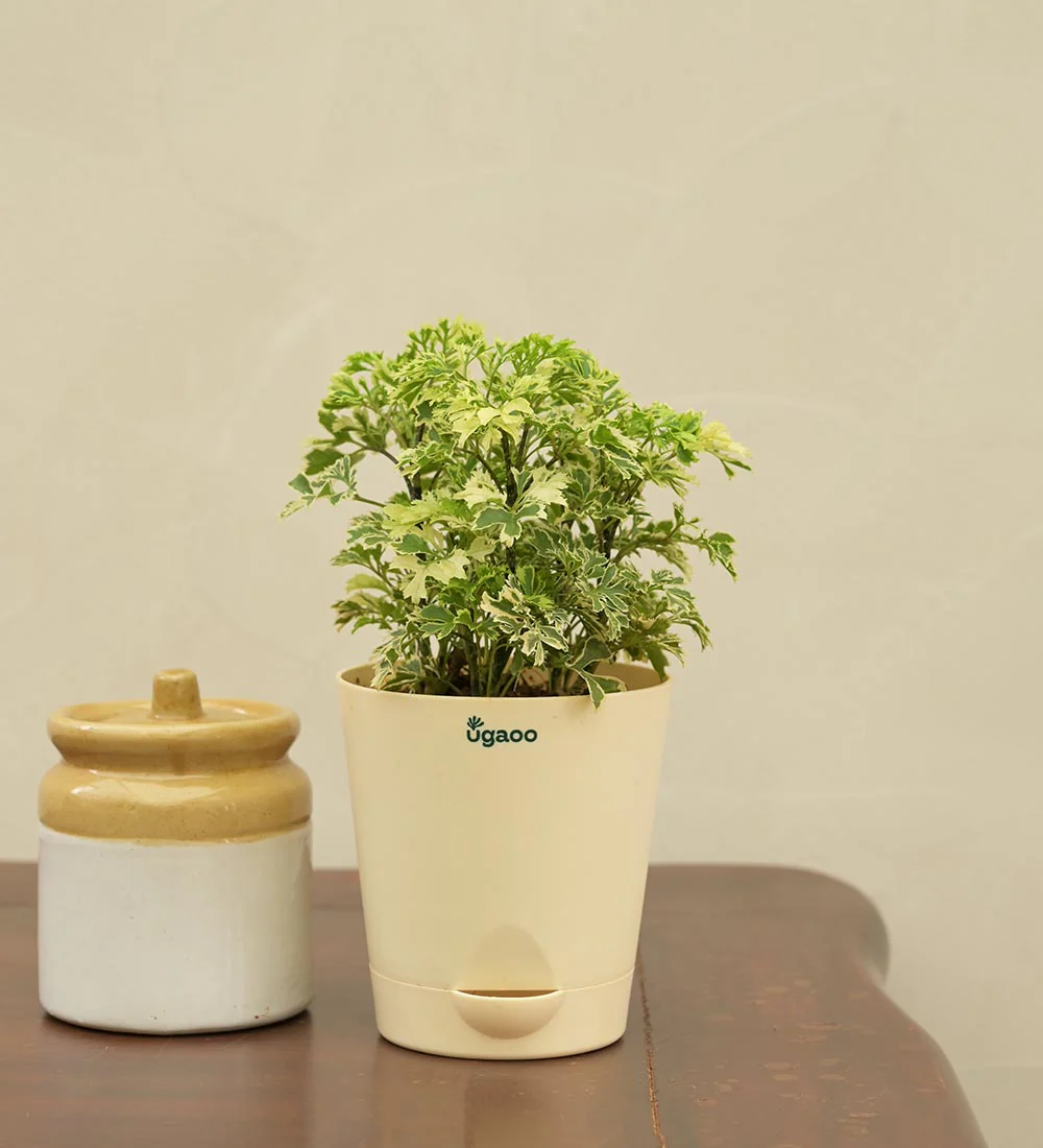 Aralia Variegated Mini Plant - Image 4
