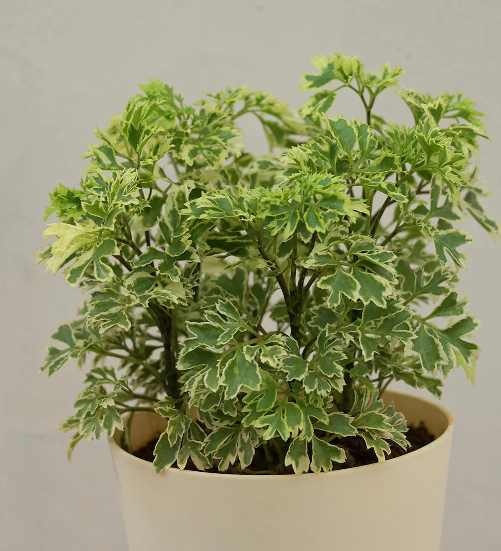 Aralia Variegated Mini Plant For Environment Day Gifting - Image 72