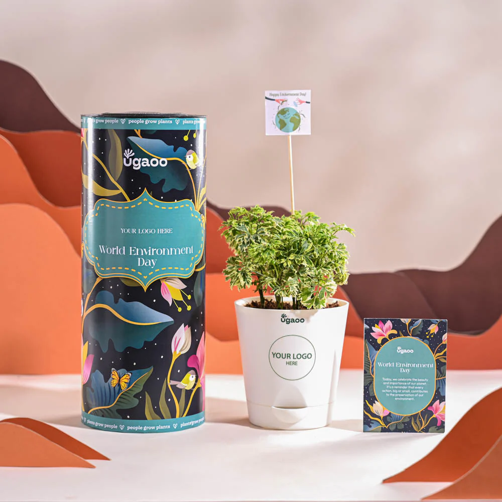 Aralia Variegated Mini Plant For Environment Day Gifting - Image 8