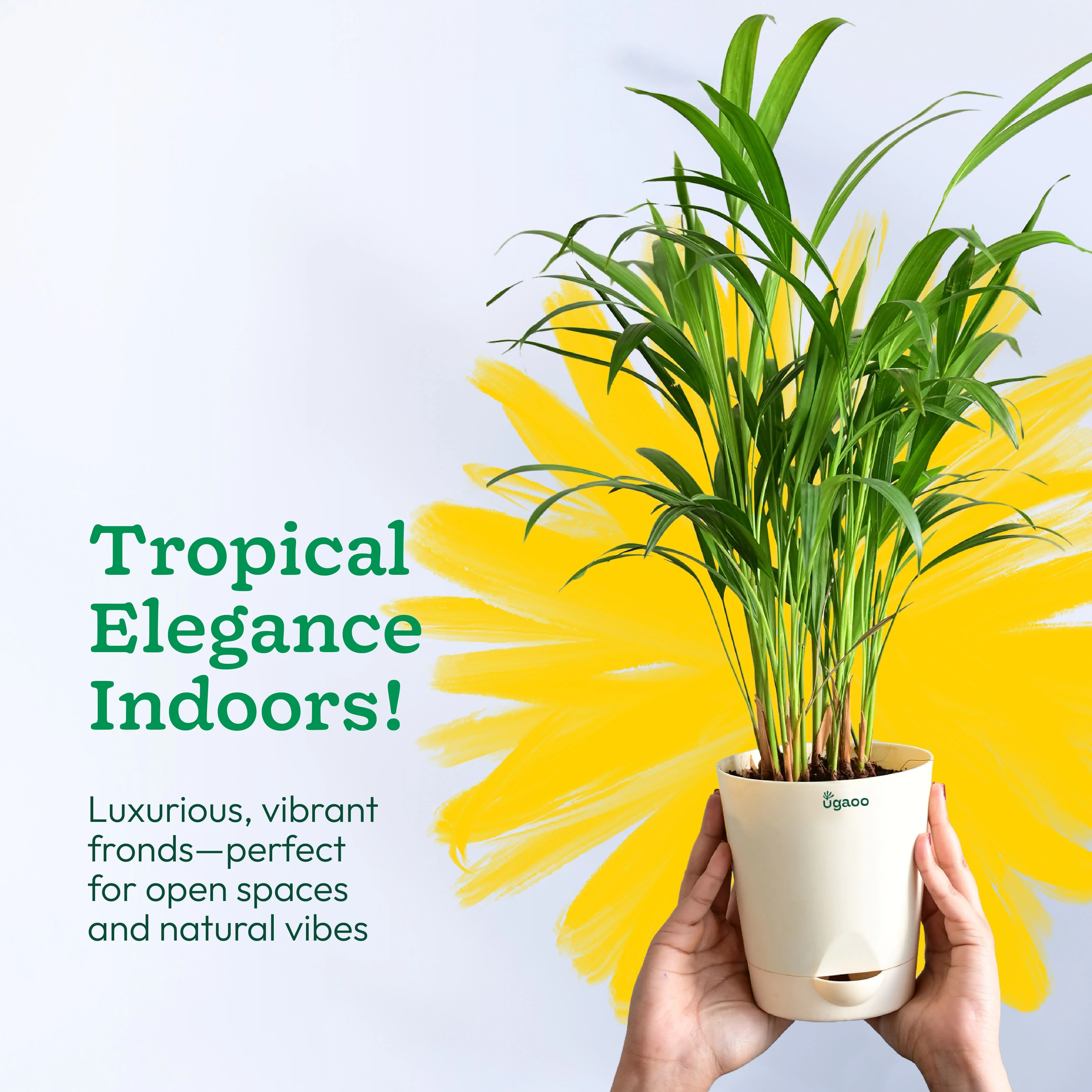 Areca Palm Plant - Image 106