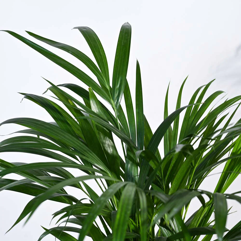 Areca Palm Plant - Image 37