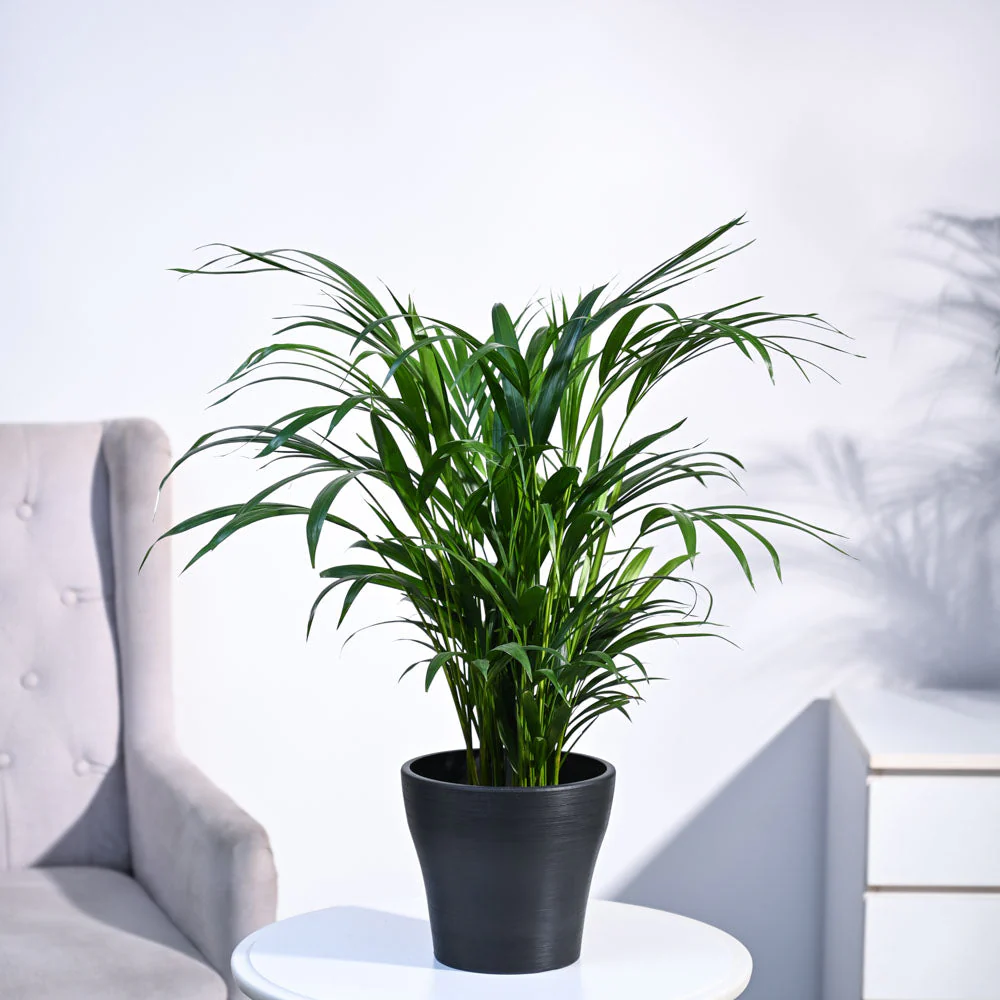 Areca Palm Plant - Image 47