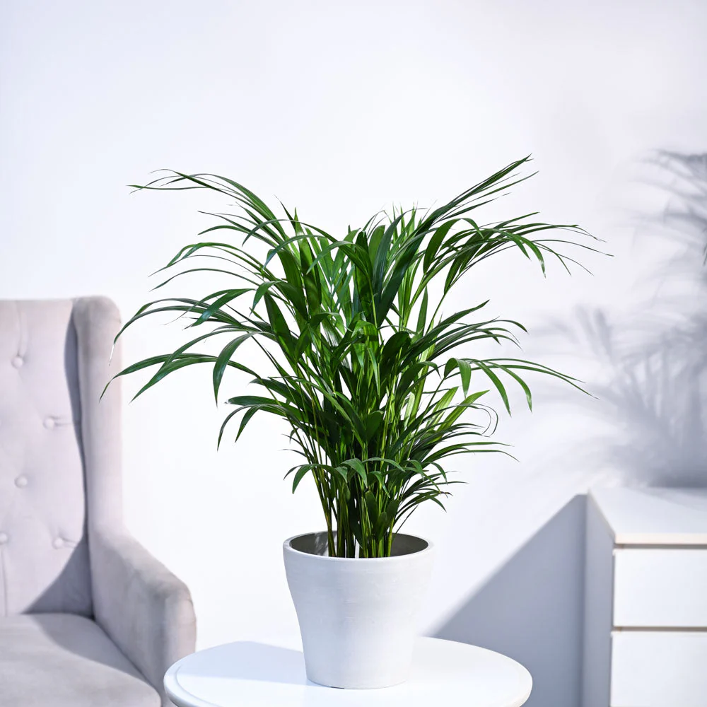 Areca Palm Plant - Image 73