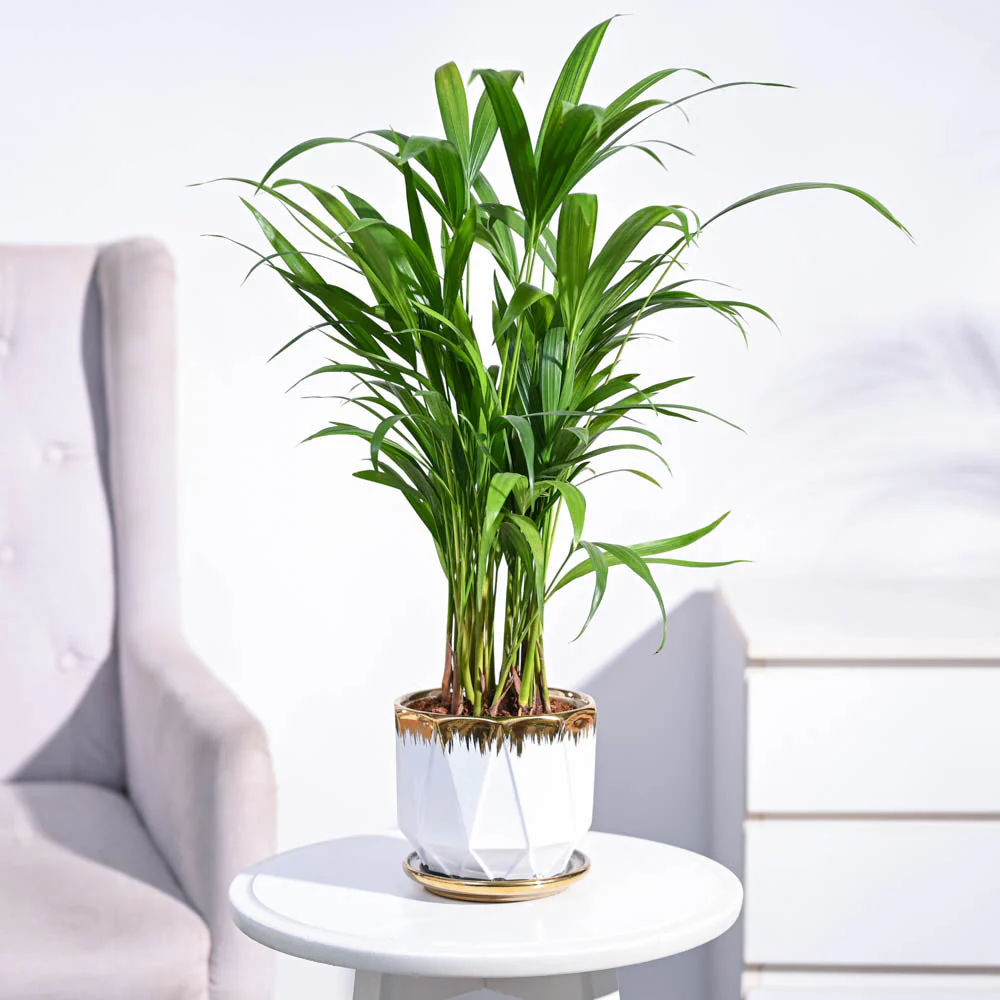 Areca Palm Plant - Image 90