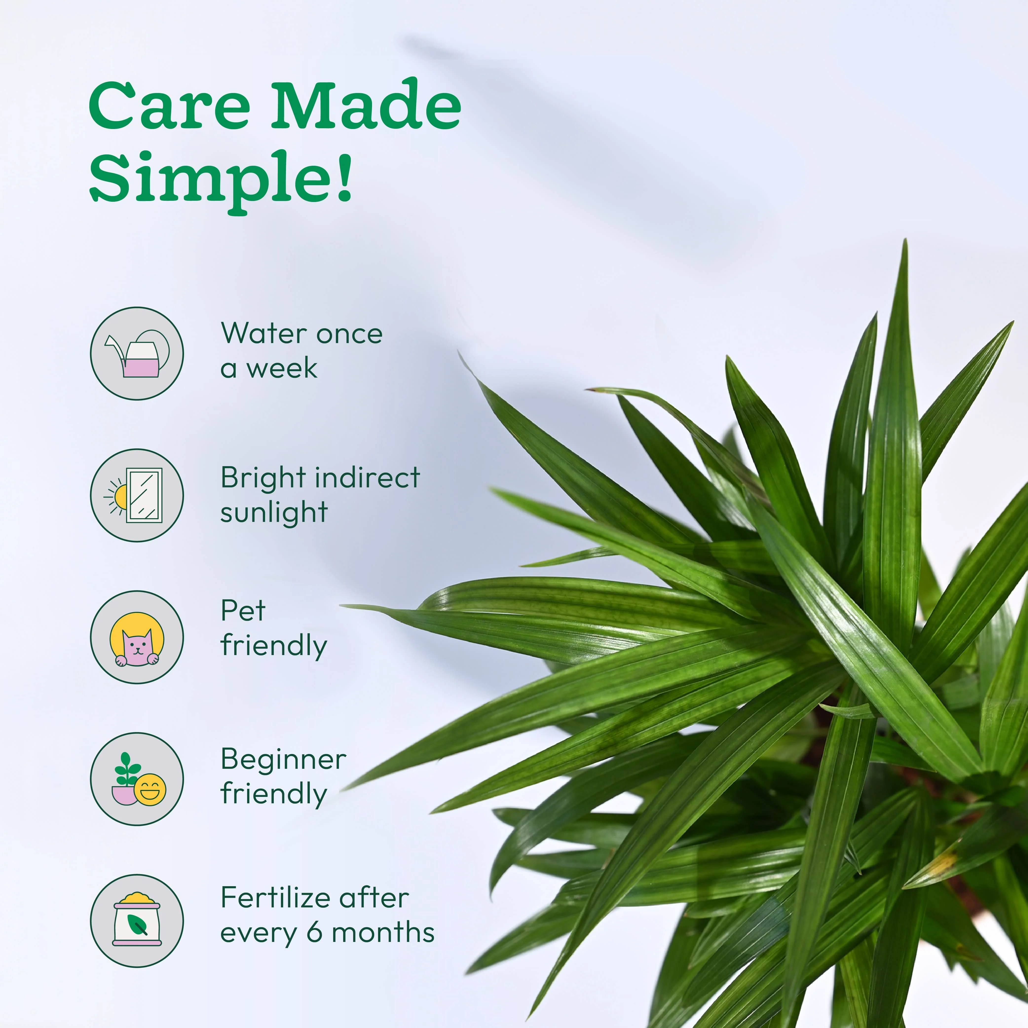 Areca Palm Plant - Image 95