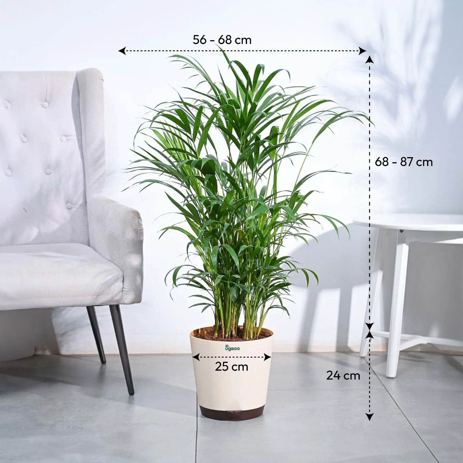 Areca Palm Plant XL - Image 3