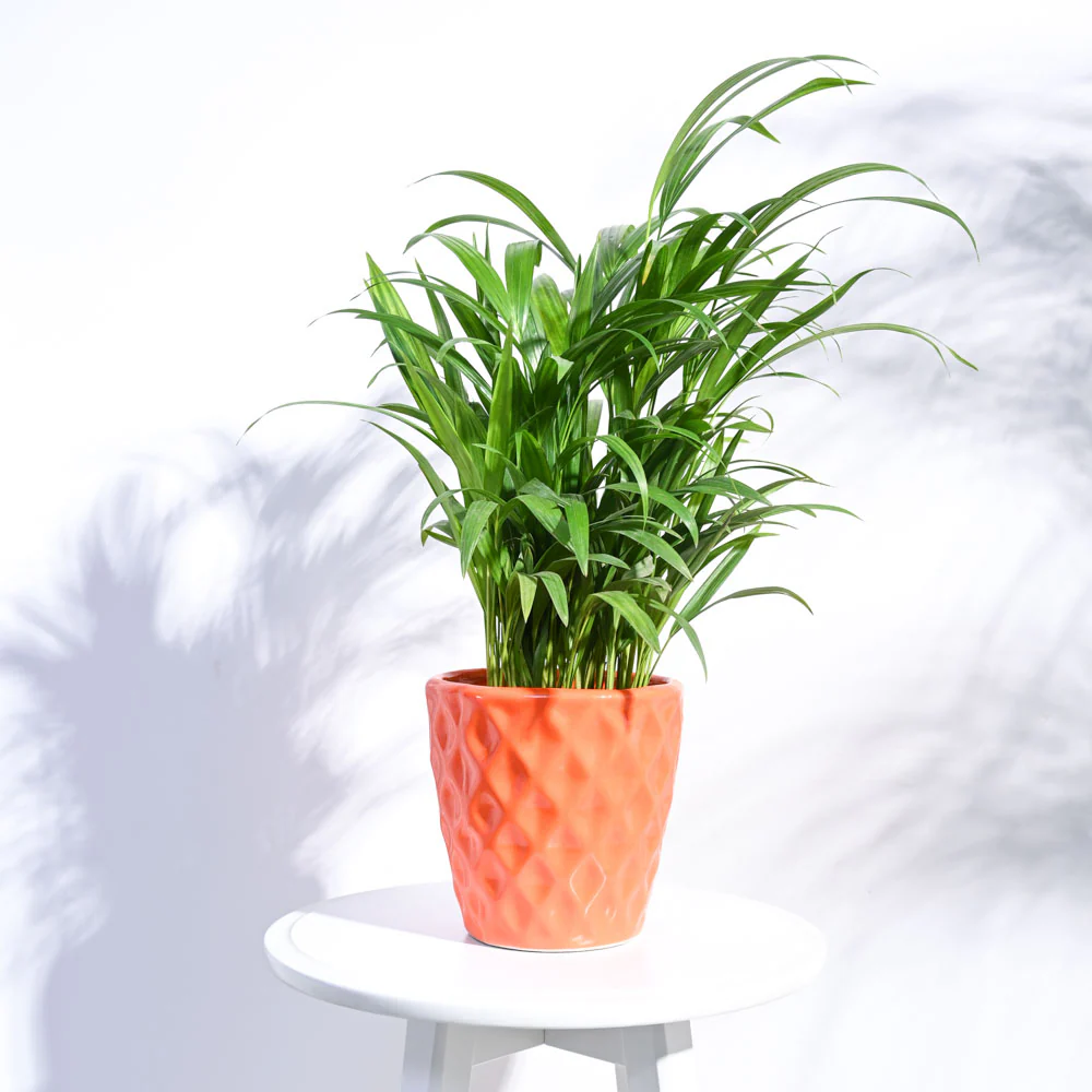 Argyle Ceramic Pot (6.2 Inch Diameter) - Image 9