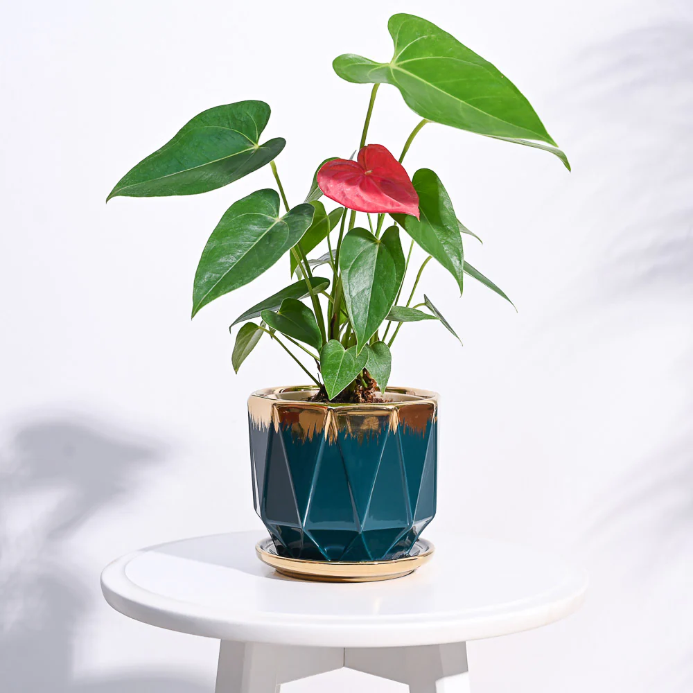 Aurelius Prism Ceramic Pot - Image 14