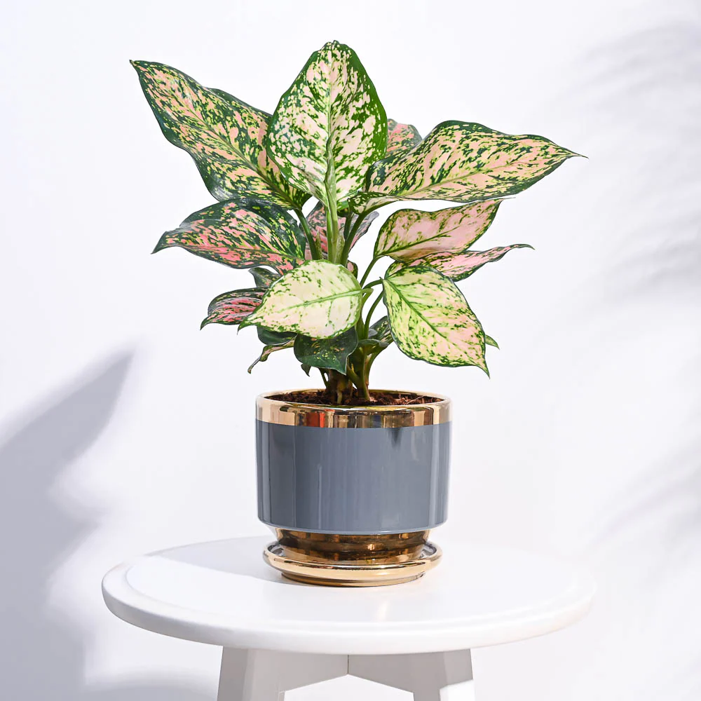 Aurelius Round Ceramic Pot - Image 6