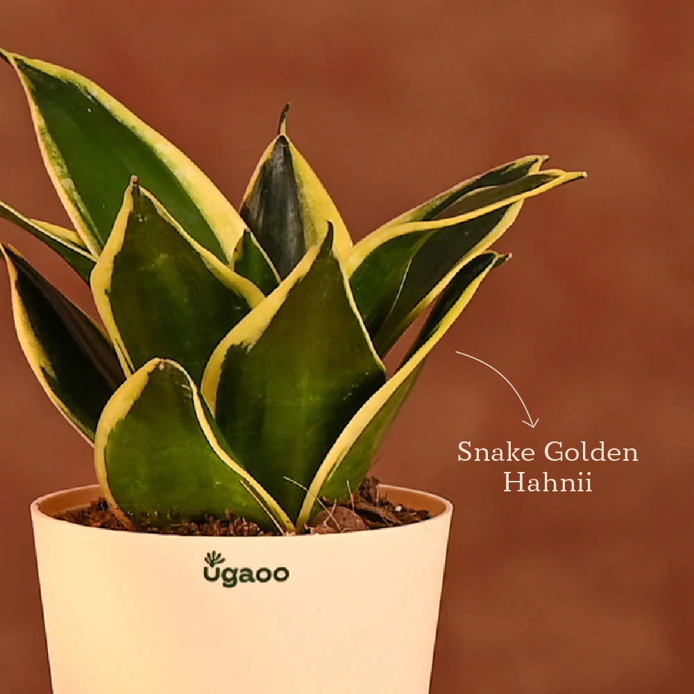 Edge of Elegance - Diwali Gift for Employees & Clients - Image 17