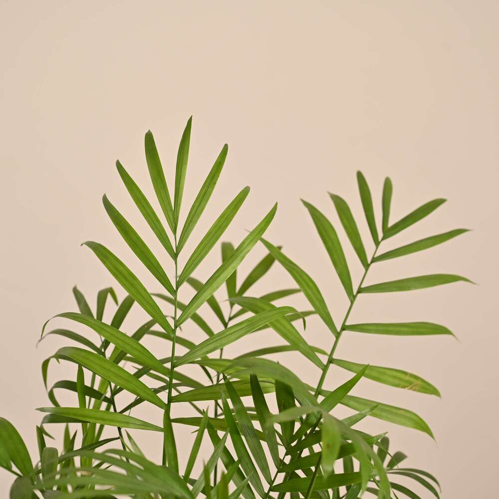 Bamboo Palm Plant - Image 115