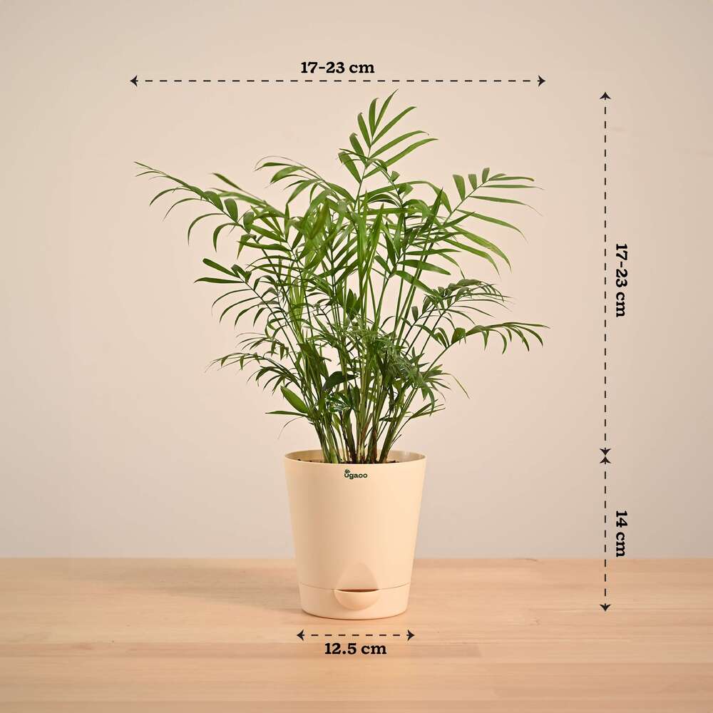 Bamboo Palm Plant - Image 136