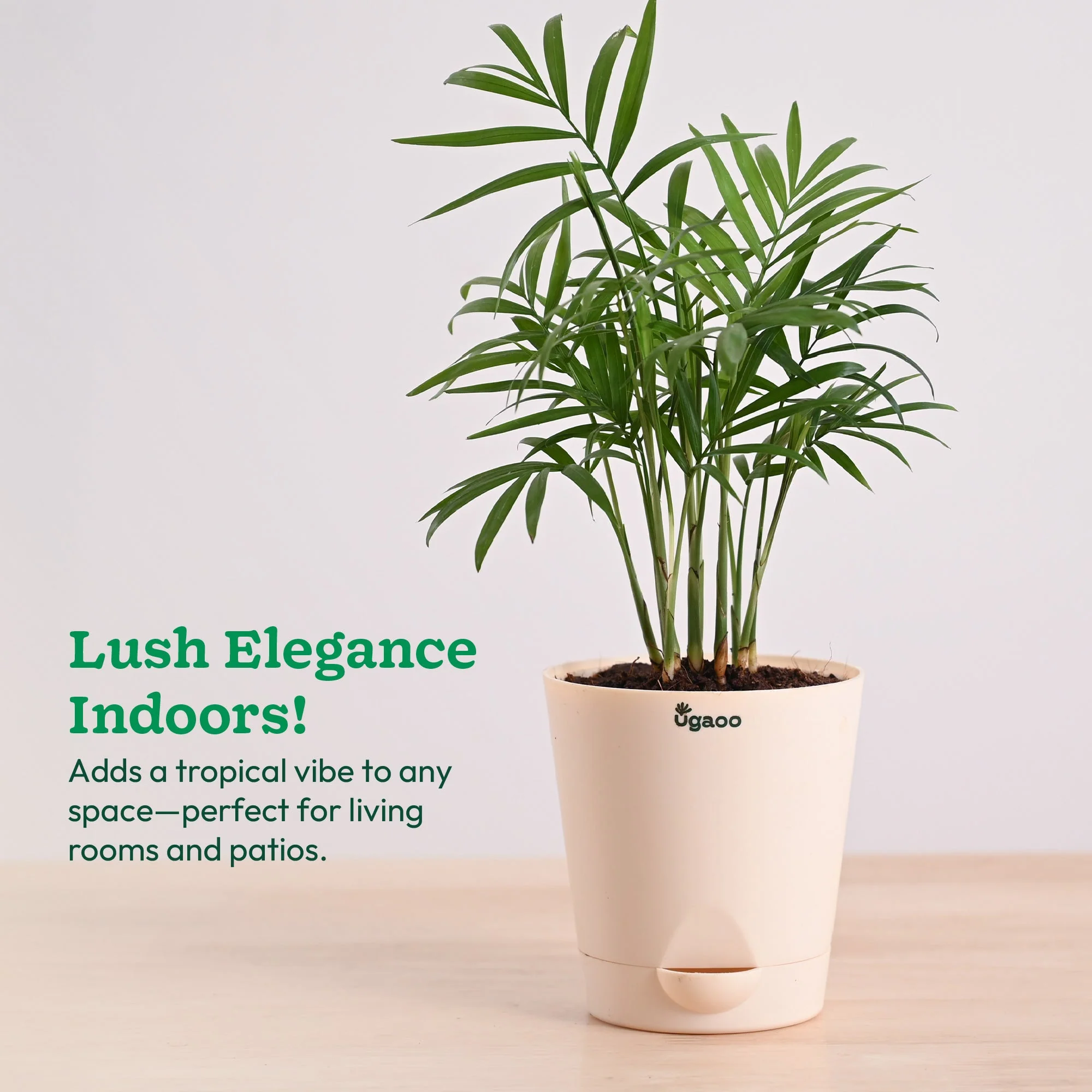Bamboo Palm Plant - Image 14