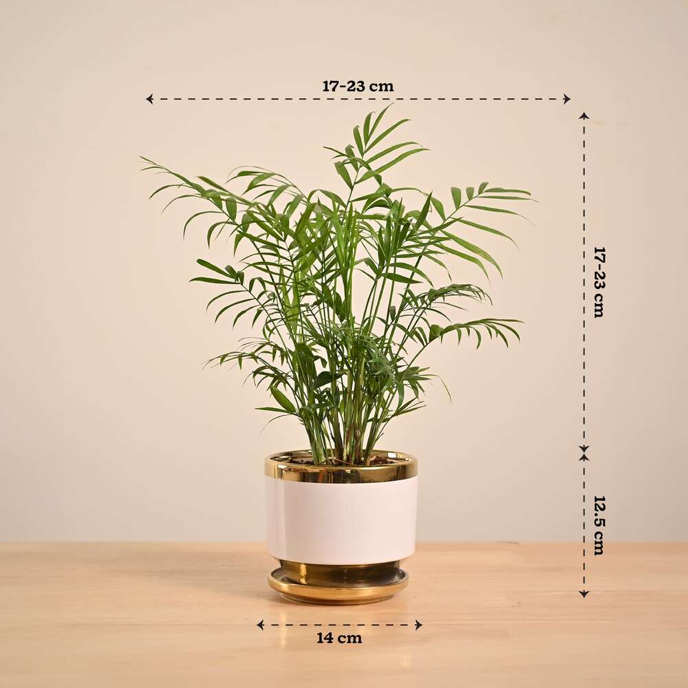Bamboo Palm Plant - Image 148