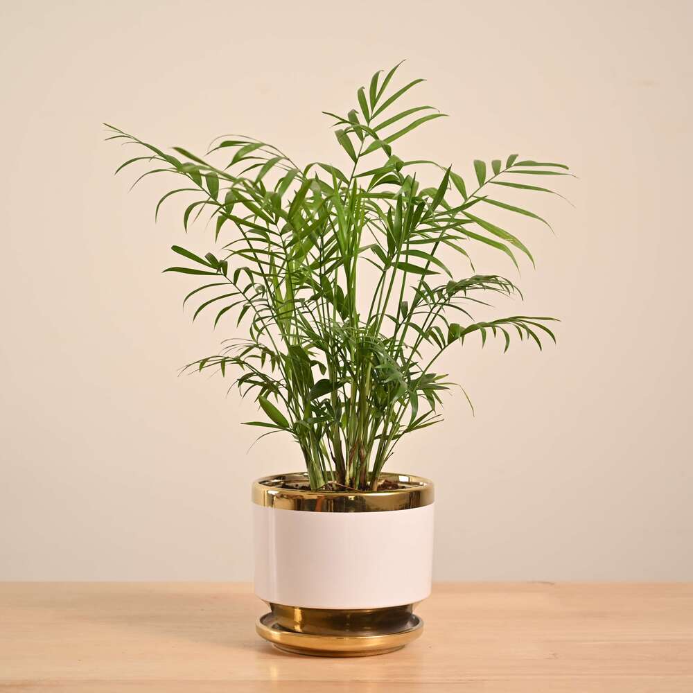 Bamboo Palm Plant - Image 149