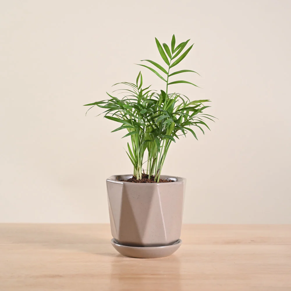 Bamboo Palm Plant - Image 156