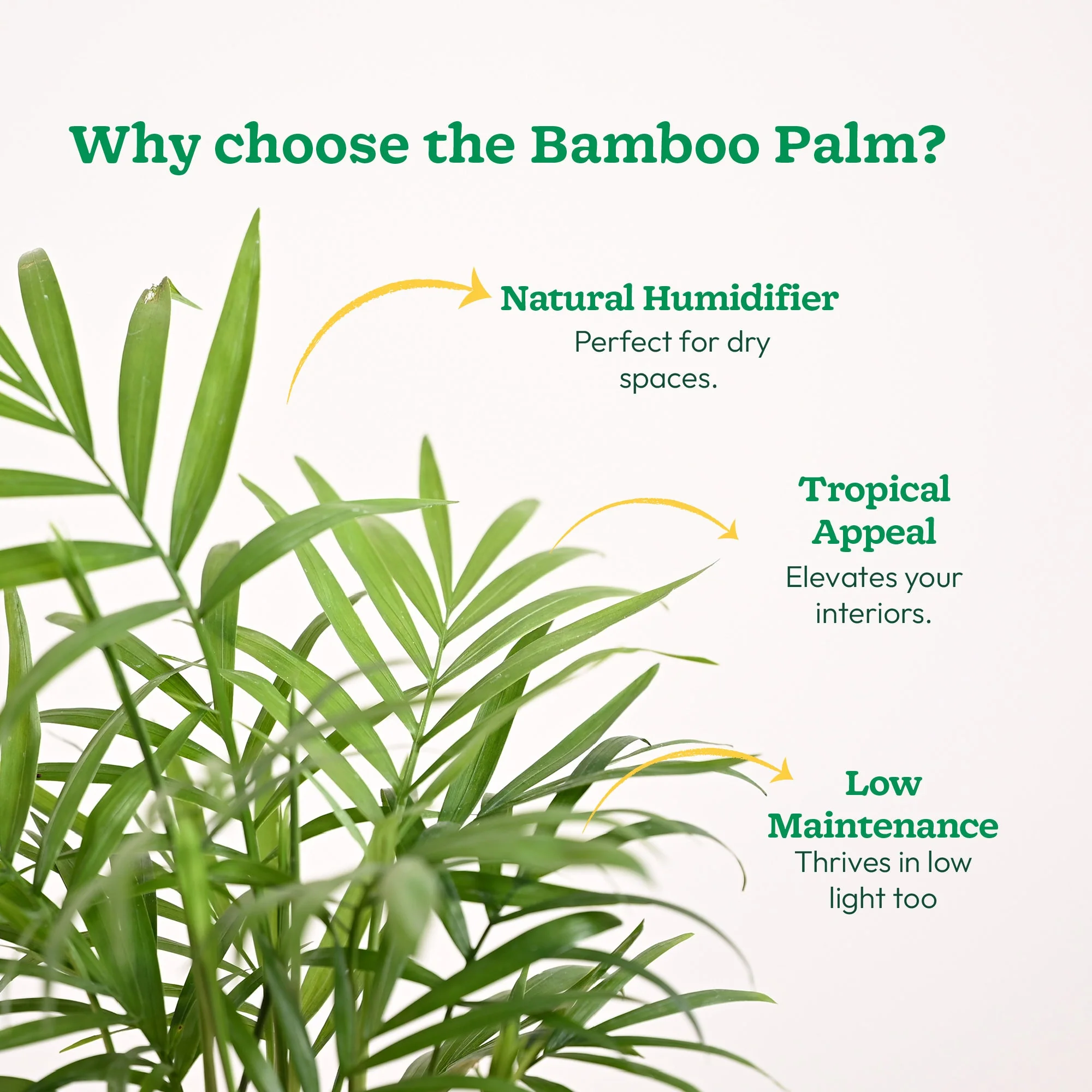Bamboo Palm Plant - Image 177