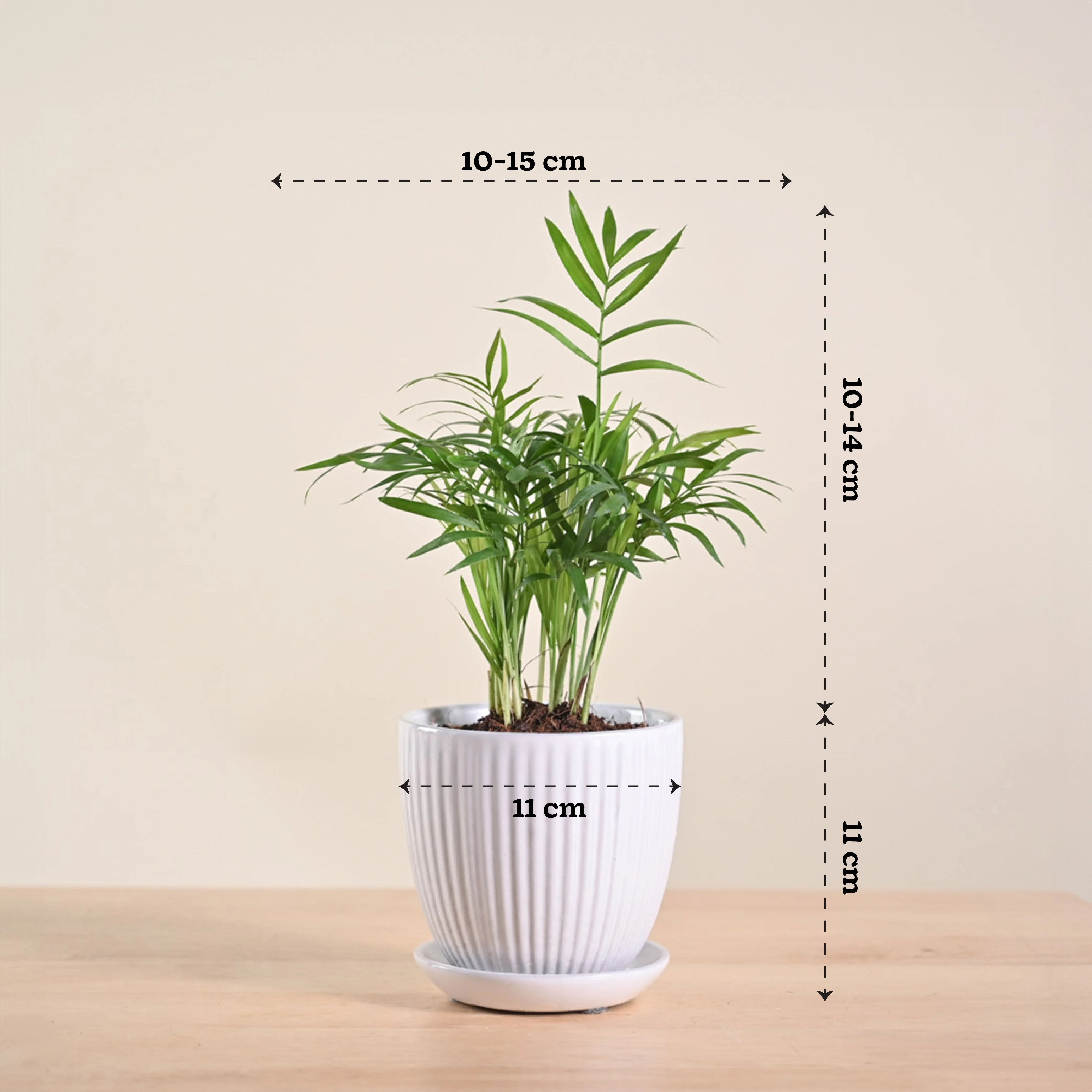 Bamboo Palm Plant - Image 187