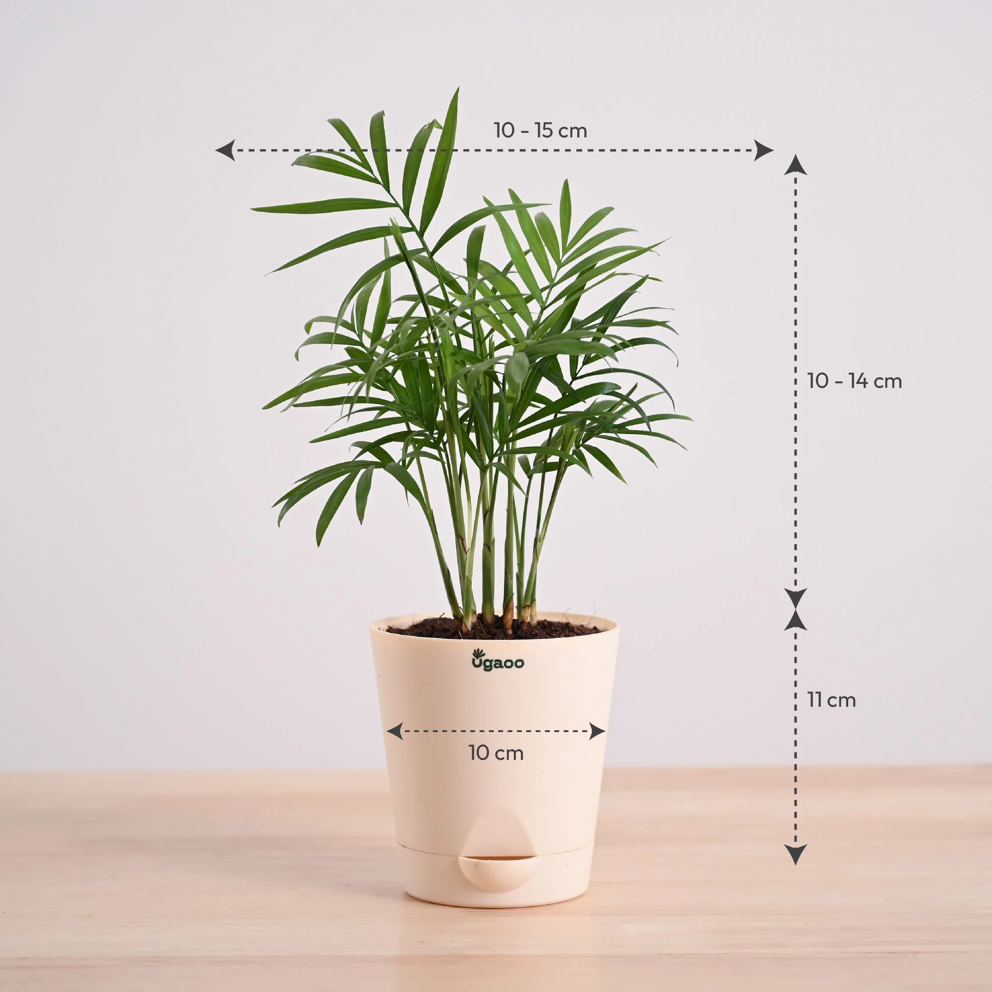 Bamboo Palm Plant - Image 24