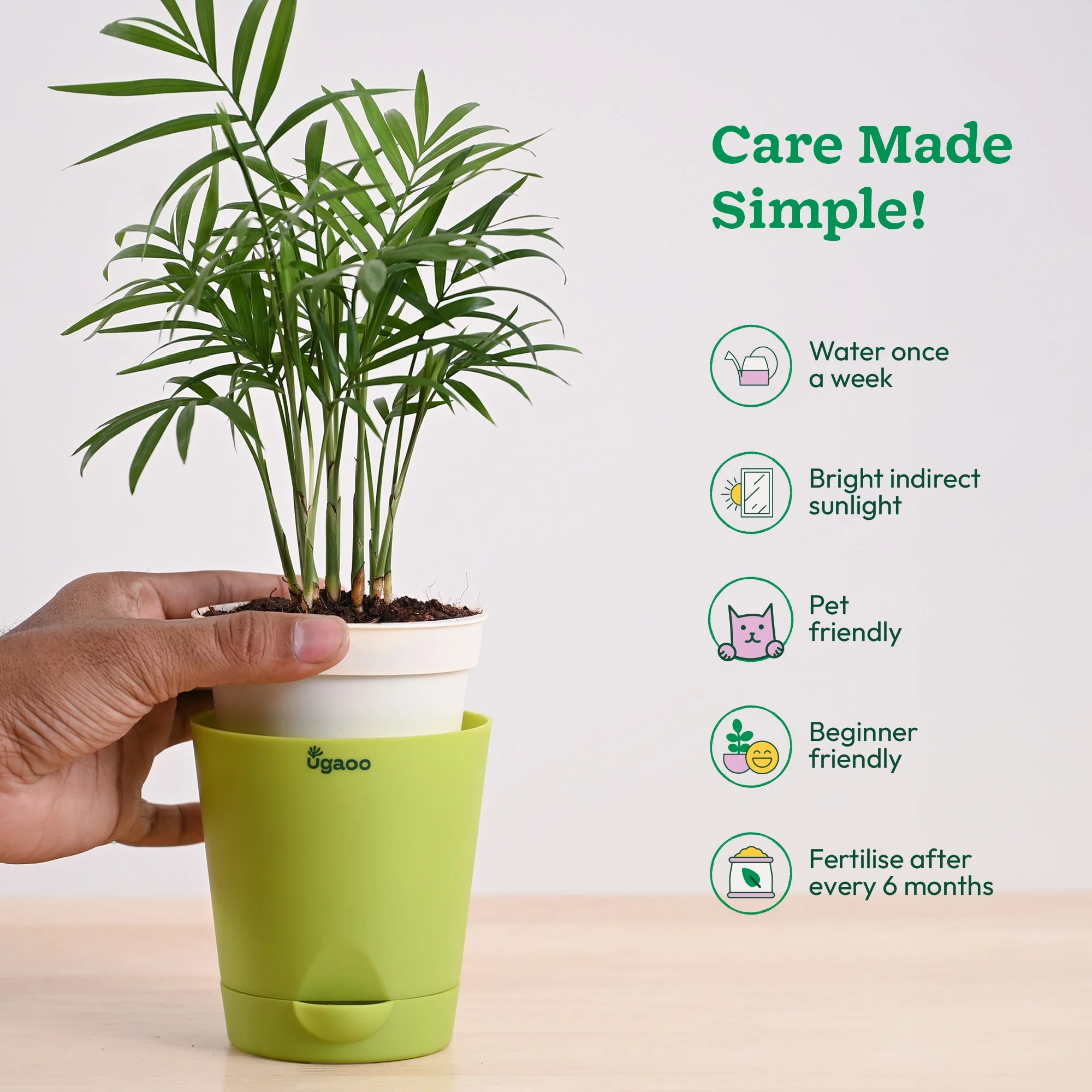 Bamboo Palm Plant - Image 38