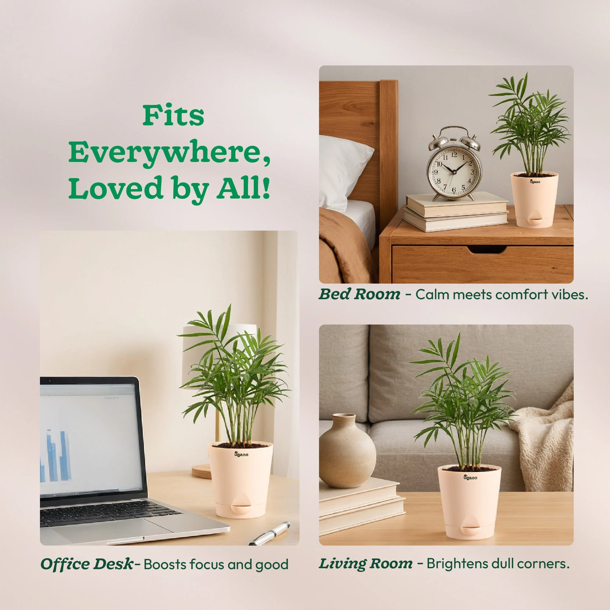 Bamboo Palm Plant - Image 46