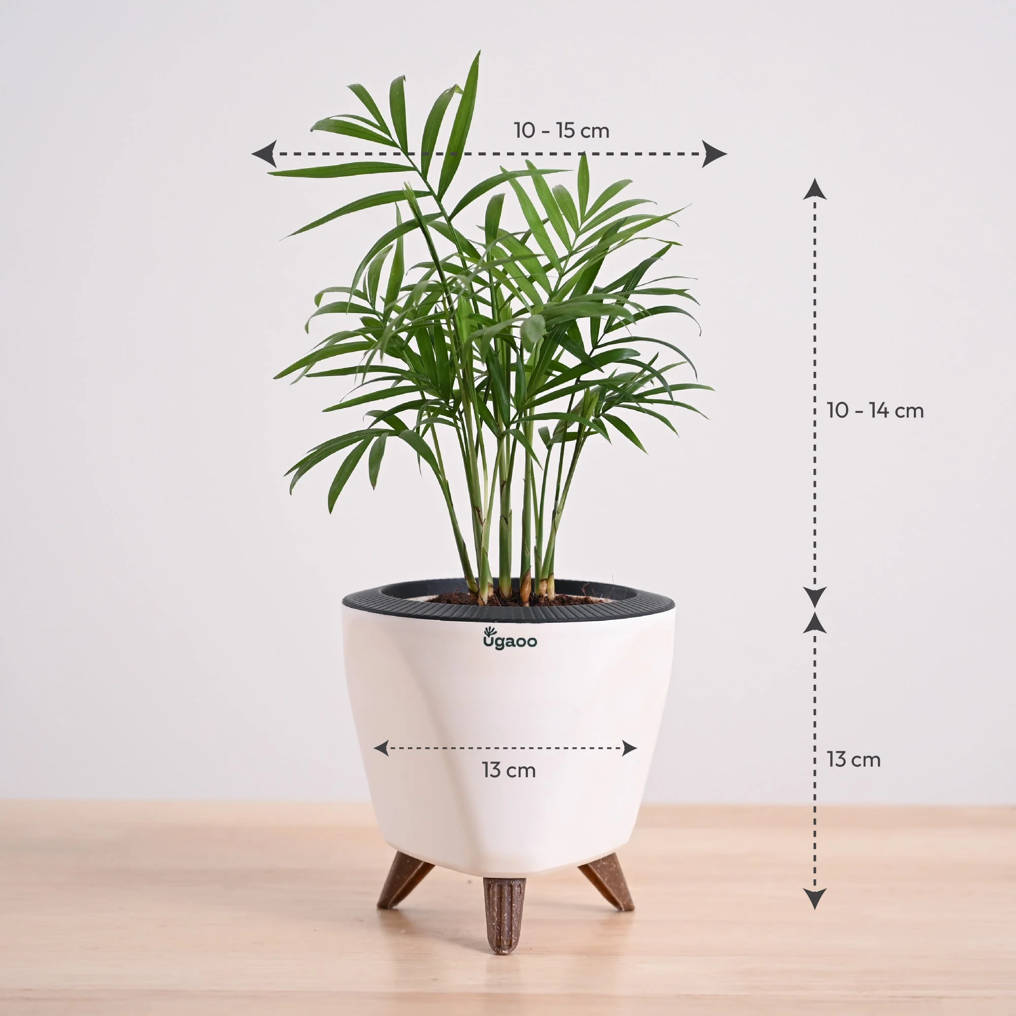 Bamboo Palm Plant - Image 53