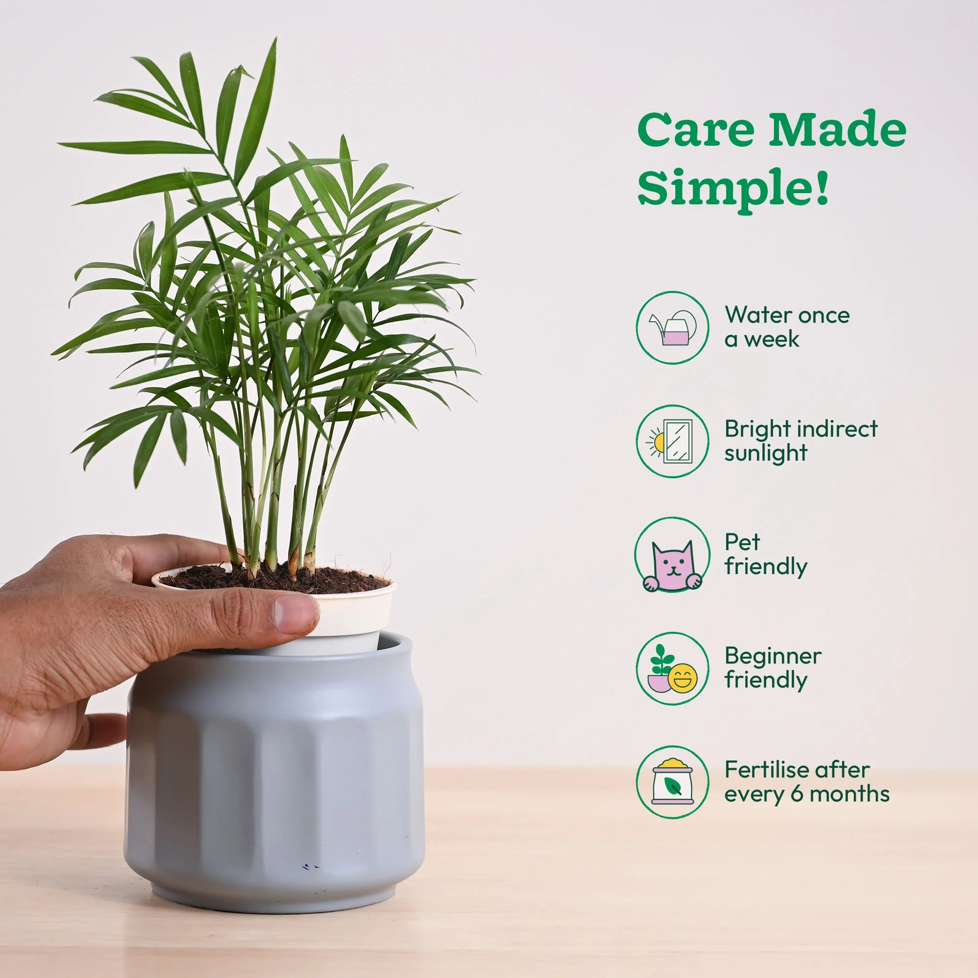 Bamboo Palm Plant - Image 62