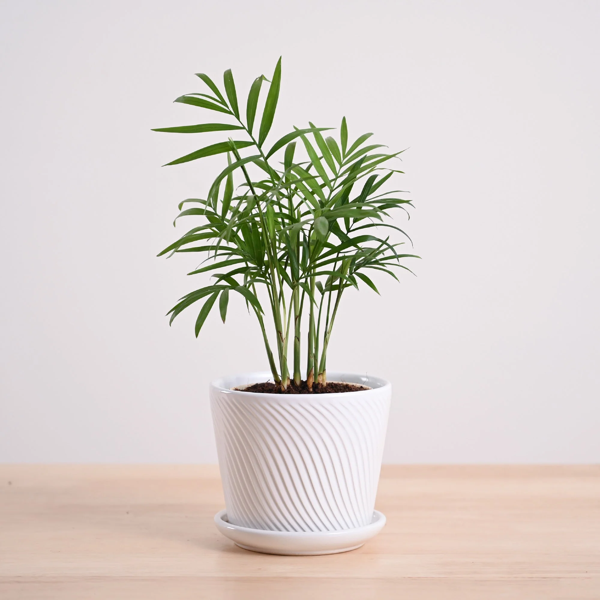Bamboo Palm Plant - Image 78