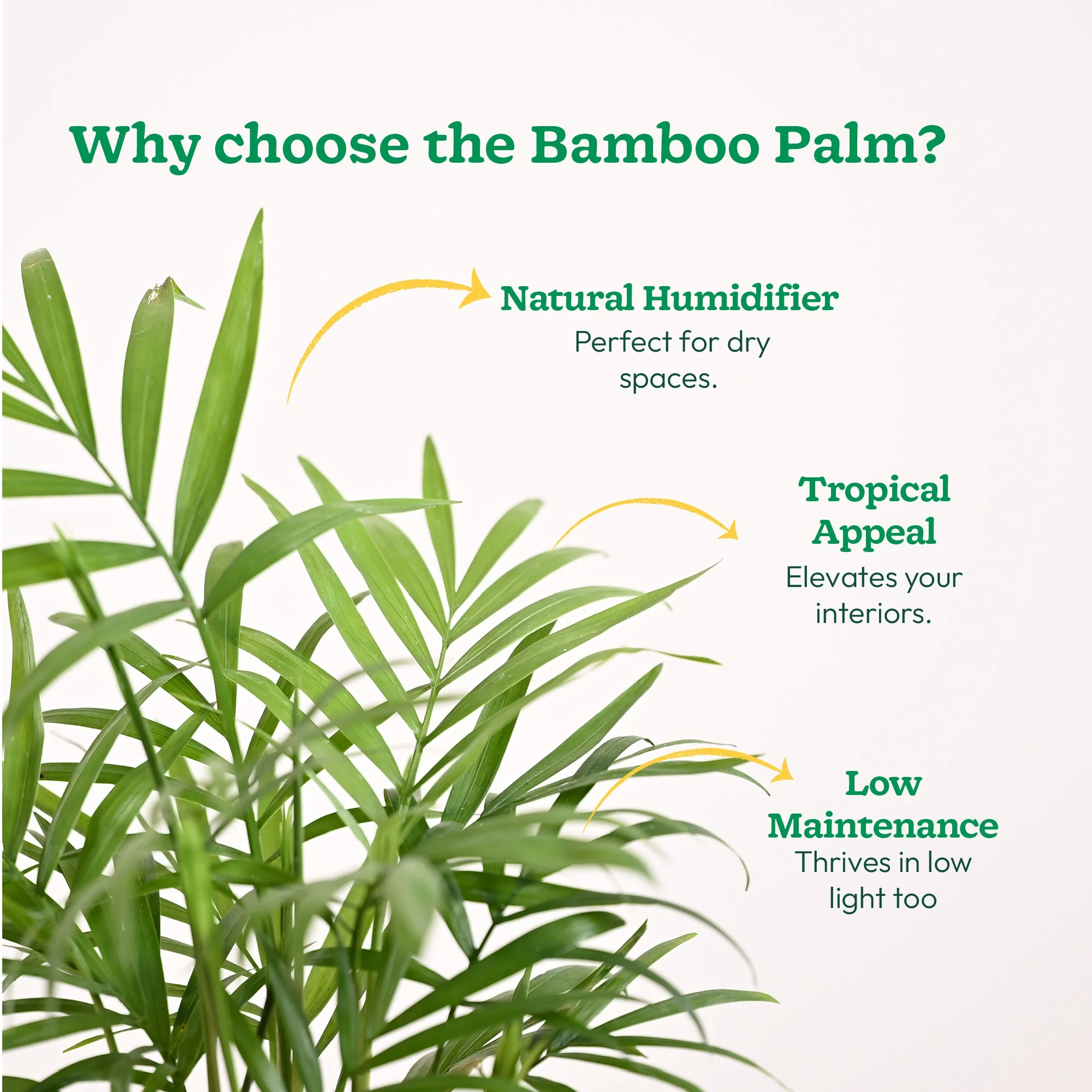 Bamboo Palm Plant - Image 81