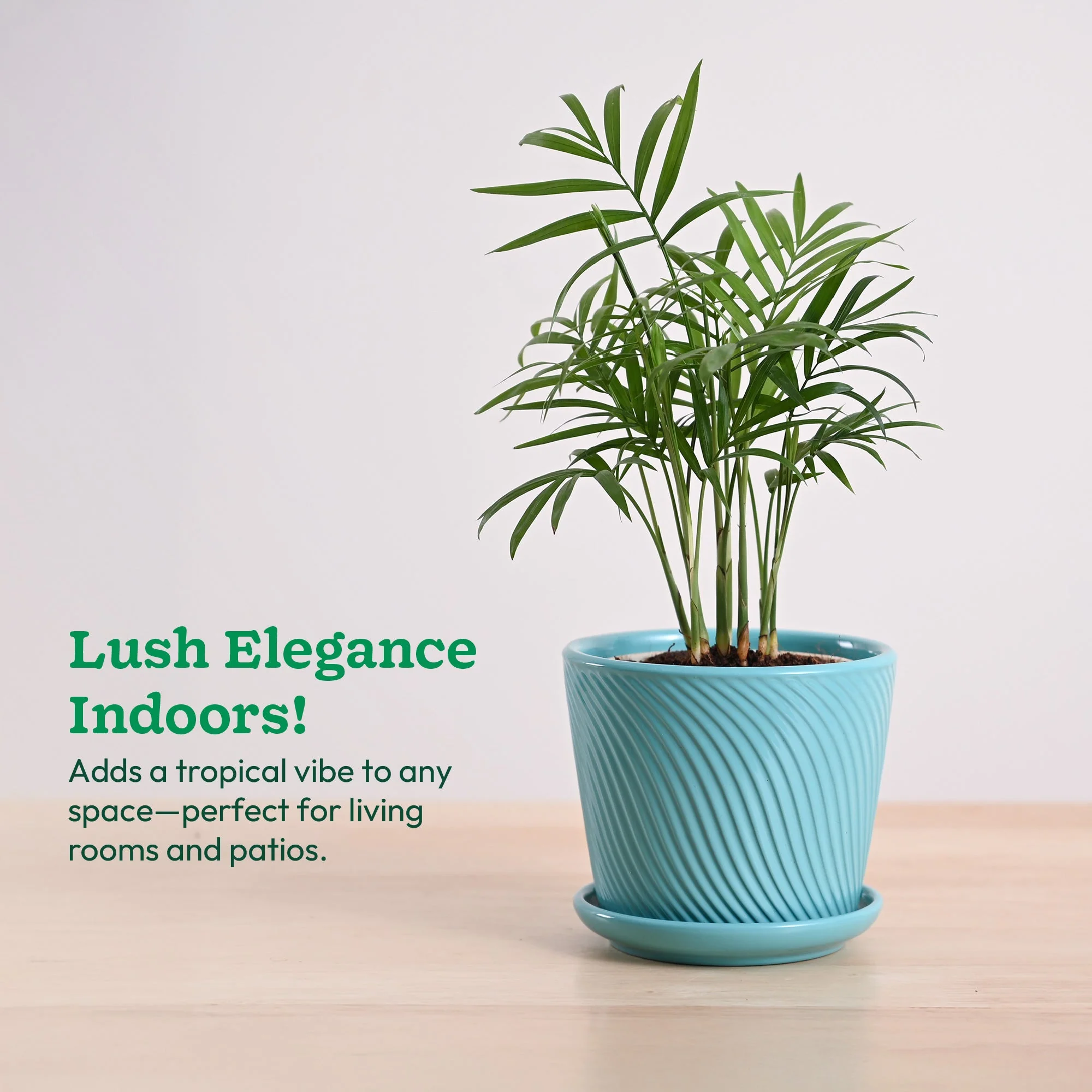 Bamboo Palm Plant - Image 91