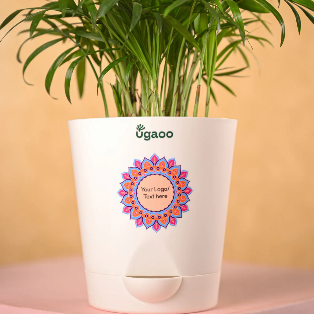 Bamboo Palm Plant & Bombay Sweet Shop Diwali Gift Hamper - Image 3