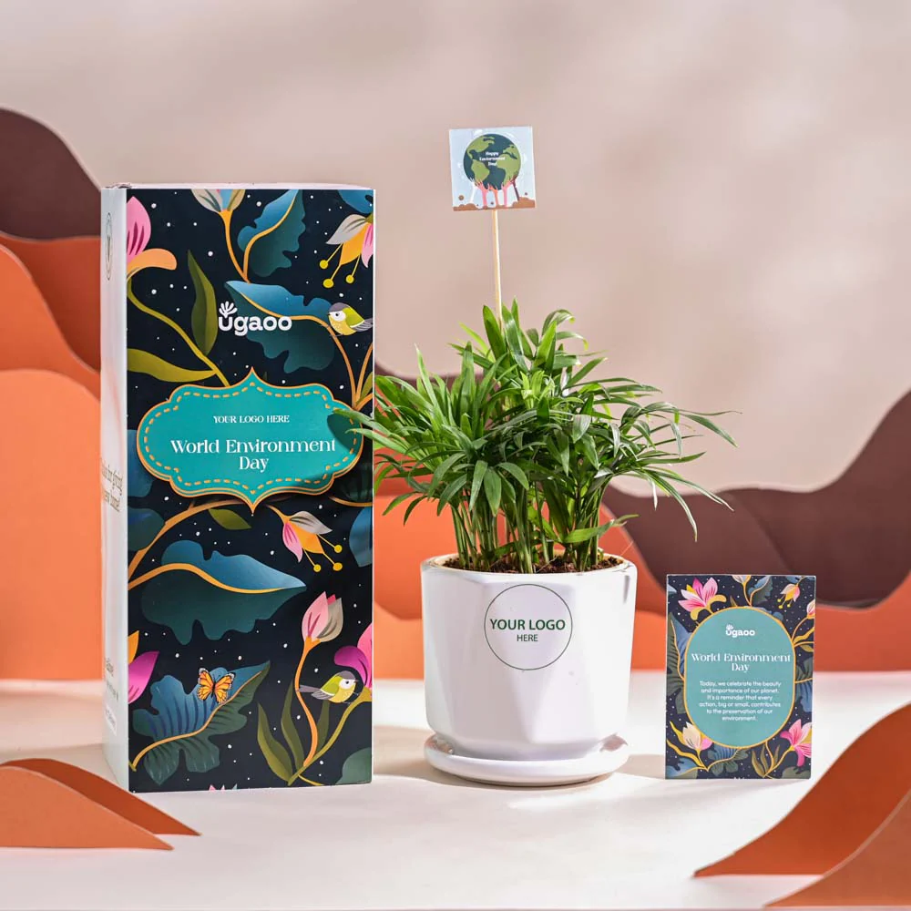 Bamboo Palm Plant For Environment Day Gifting - Image 49