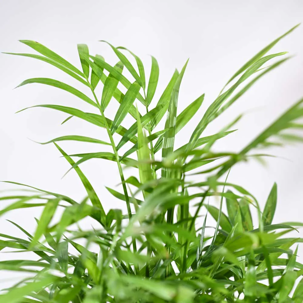 Bamboo Palm Plant For Environment Day Gifting - Image 65